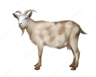 ᐈ Козочка рисунок фото, рисунки коза | скачать на Depositphotos®